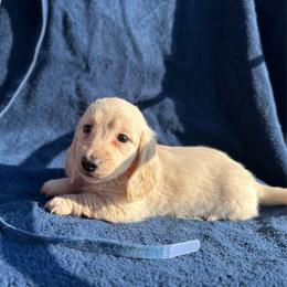 Boy 2 - Cream male Dachshund puppy in Stilwell, Oklahoma from Double Down Doxies