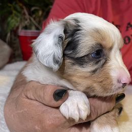 Miniature Australian Shepherd Puppies from Yost Family Mini Aussies