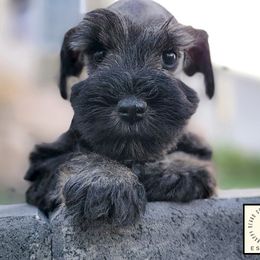 Walter - Salt and pepper male Miniature Schnauzer puppy in Saratoga Springs, Utah from Happy Beard Schnauzers