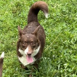 Ayla Mae - Cardigan Welsh Corgi