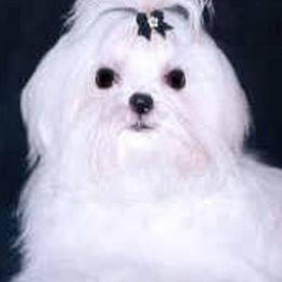 Maltese from Satinboreas Maltese