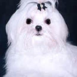 Maltese from Satinboreas Maltese