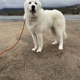 Great Pyrenees All Grown Up from The Yosemite Pyrenees Ranch