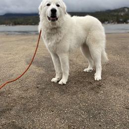 Great Pyrenees All Grown Up from The Yosemite Pyrenees Ranch