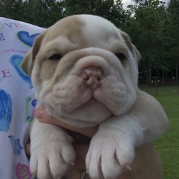 Bulldog, French Bulldog, and Pug Puppies from Royal destiny kennels