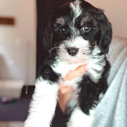 Beach Ball - Tri-color female Bernedoodle puppy in Jackson, Missouri from Pincksten Family Doodles