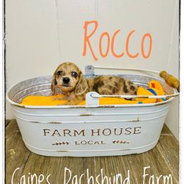 Rocco - Dapple male Dachshund puppy in Cincinnati, Ohio from Caines Dachshund Farm