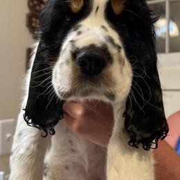 English Springer Spaniel Puppies from Indian Creek Springers