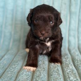 Twix - Liver male Miniature Schnauzer puppy in Sterling, Idaho from Sterling Schnauzer's