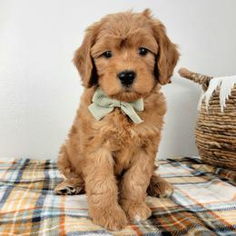 Isolde - Red female Bernedoodle puppy in Temecula, California from Oodles O'Doodles