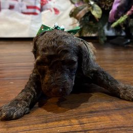 Brownie - Chocolate male Goldendoodle puppy in Arlington, Texas from Chambers Doodle Patch