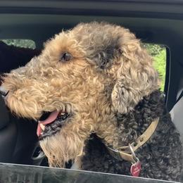 Airedale Terrier All Grown Up from Yocona River Airedale