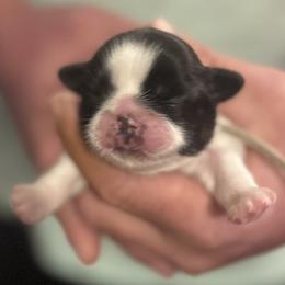 Lavendar - Black and white female Shih Tzu puppy in Berkeley Springs, West Virginia from Sandridge Shih Tzus