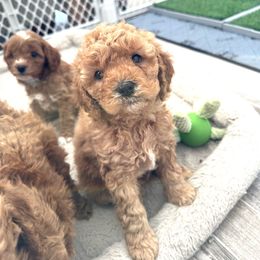 Boy 2 - Apricot Cavapoo puppy in Aiken, South Carolina from Cavapoos of the Carolinas