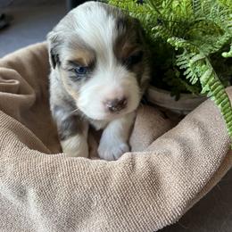 Milo - Blue merle male Miniature American Shepherd puppy in Troy, Ohio from Wiggle Wags Miniature American Shepherds