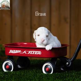 Brave - Apricot male Australian Labradoodle puppy in Cashmere, Washington from Mountain Home Doodles