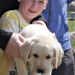 Labrador Retriever Puppies from True Labradors