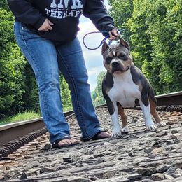 Betty - Blue tri-color female American Bully puppy in Jefferson, Ohio from Blue Fury's