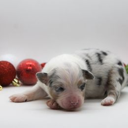 Male 4 - Blue merle male Miniature American Shepherd puppy in Childress, Texas from Taylor Farms