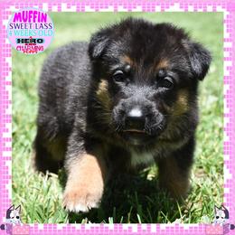 SWEET MUFFIN - Black and tan female German Shepherd puppy in Murrieta, California from Diamond Oaks German Shepherds