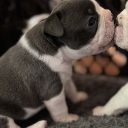 Boston Terriers from Jolly Bostons