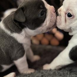 Boston Terriers from Jolly Bostons