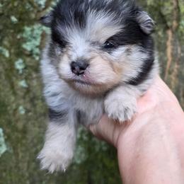 Jasper Sanoia pup 1 - Black and tan male Pomeranian puppy in Carrollton, Georgia from B AND R'S POMERANIAN'S