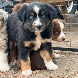 Jig - Black tri male Miniature Australian Shepherd puppy in Lakeport, California from Akins Aussies/Wild Rose Ranch