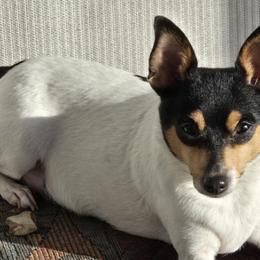 Toy Fox Terriers from Kitsune