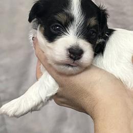 Spruce - Black and white male Havanese puppy in Lawrenceville, Georgia from Alchemy Havanese