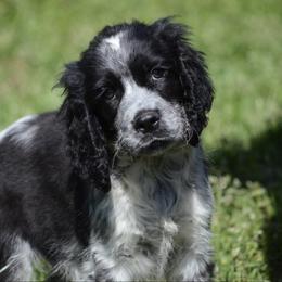 Sky - Black and white male English Springer Spaniel puppy in Central, South Carolina from SarMel