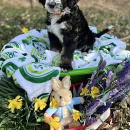 Bernedoodle Puppies from Doodles & Spice