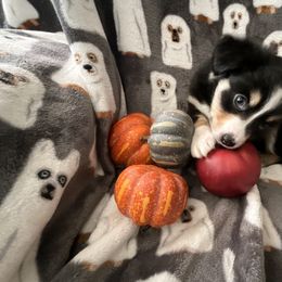 Miniature Australian Shepherd and Toy Australian Shepherd Puppies from Hotmess of Aussies