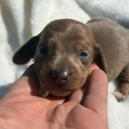 Blue based red Smooth coat Male - Red male Dachshund puppy in Anderson, California from Golden Paws Dachshunds