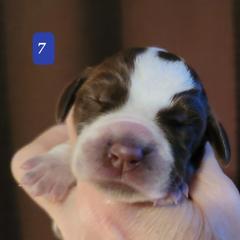 Puppy #7 - Brown roan Spinone Italiano puppy in Waller, Texas from QuietWood