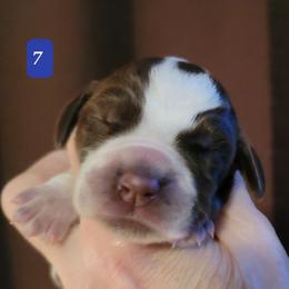 Puppy #7 - Brown roan Spinone Italiano puppy in Waller, Texas from QuietWood