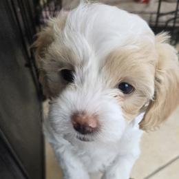 Poodle Puppies from Caboodles Of Poodles