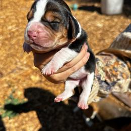 Harper - Black white and brown female Basset Hound puppy in El Sobrante, California from Happy Hills Bassets