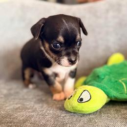 Darin - Black and tan male Chihuahua puppy in Seneca, Missouri from Stephanie’s Puppy Colony