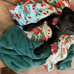 Luna - Labrador Retriever