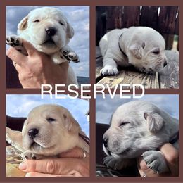 RESERVED Tan Collar puppy - Yellow male Labrador Retriever puppy in New Berlin, New York from Thistle Hill Labradors