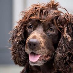 Delta - Boykin Spaniel