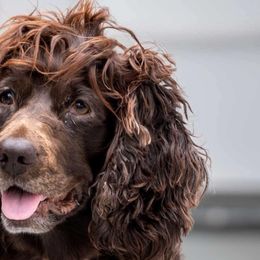 Delta - Boykin Spaniel