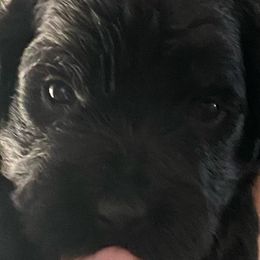 Goldendoodles from Mayra's Mini Doodles