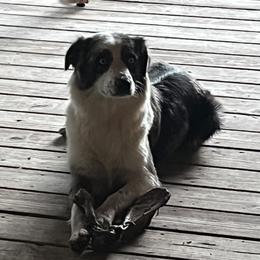 Sadie - Australian Shepherd