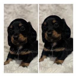 Brody (AKC) - Black and tan male Dachshund puppy in Chehalis, Washington from McJazzin Doxies