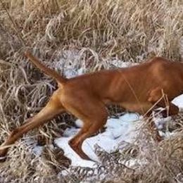 Dalmatians and Vizslas from Clíodhna Kennel