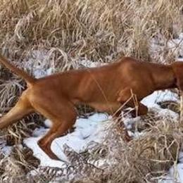 Dalmatians and Vizslas from Clíodhna Kennel