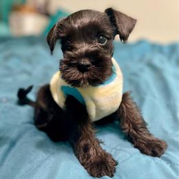 Stormy - Black male Miniature Schnauzer puppy in Interlachen, Florida from Pam's Schnauzers