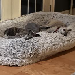 Whippet Puppies from Sara's Whippets